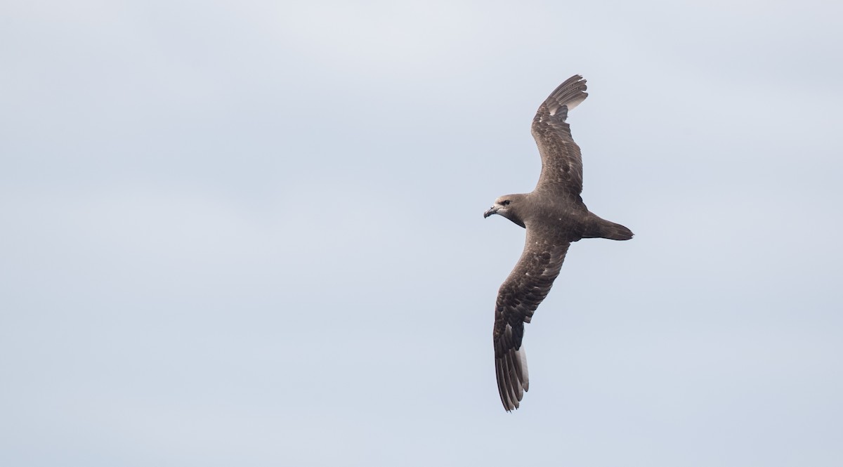 Gray-faced Petrel - ML84098341