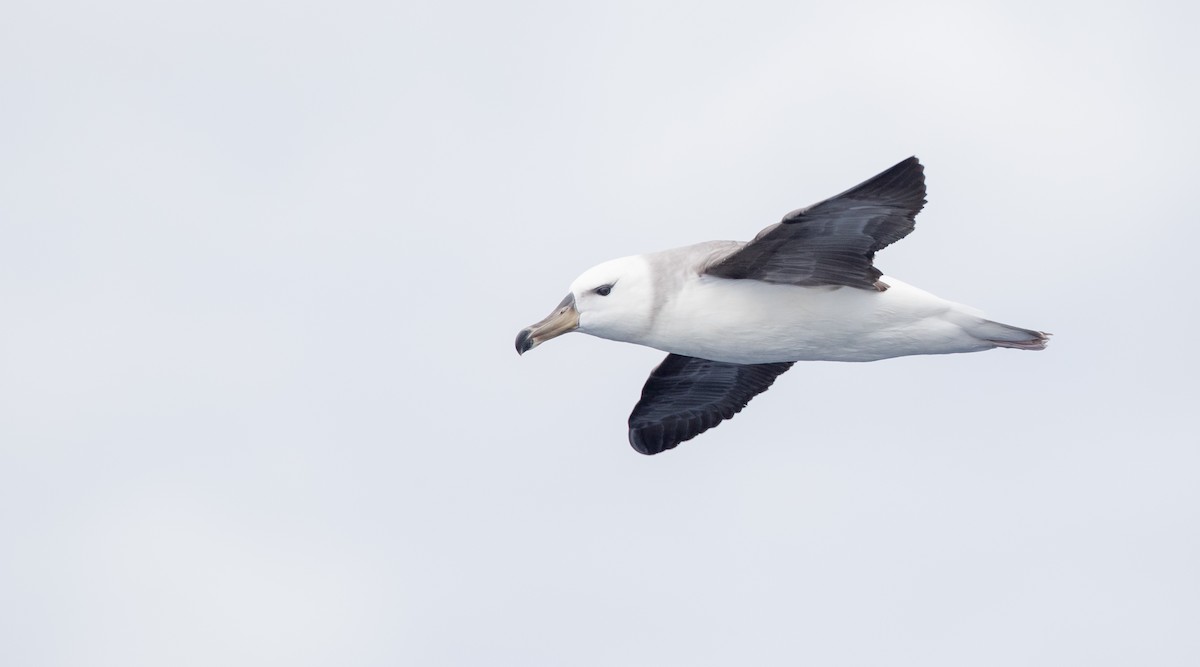 Albatros Ojeroso (melanophris) - ML84100111