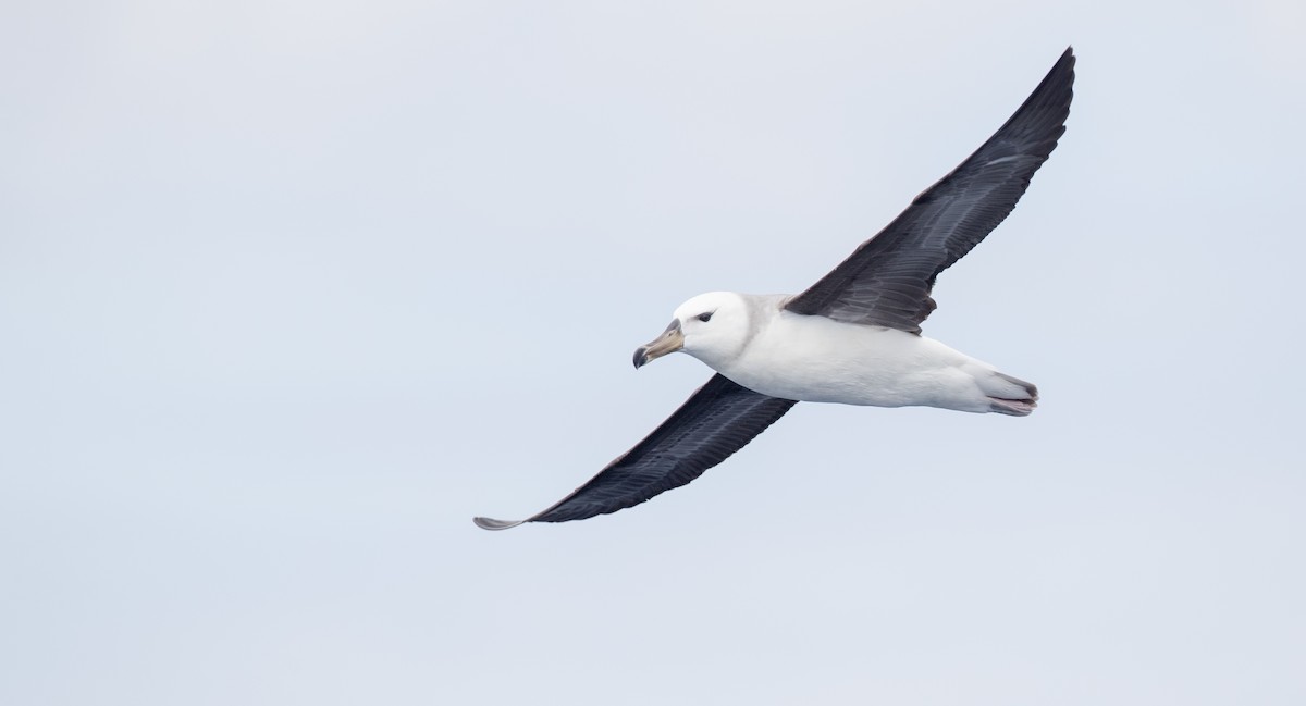 albatros černobrvý (ssp. melanophris) - ML84100121