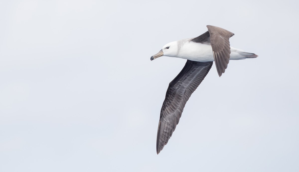 Black-browed Albatross (Black-browed) - ML84100131