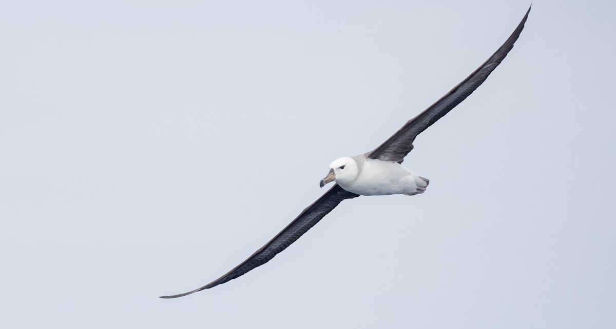 Black-browed Albatross (Black-browed) - Ian Davies