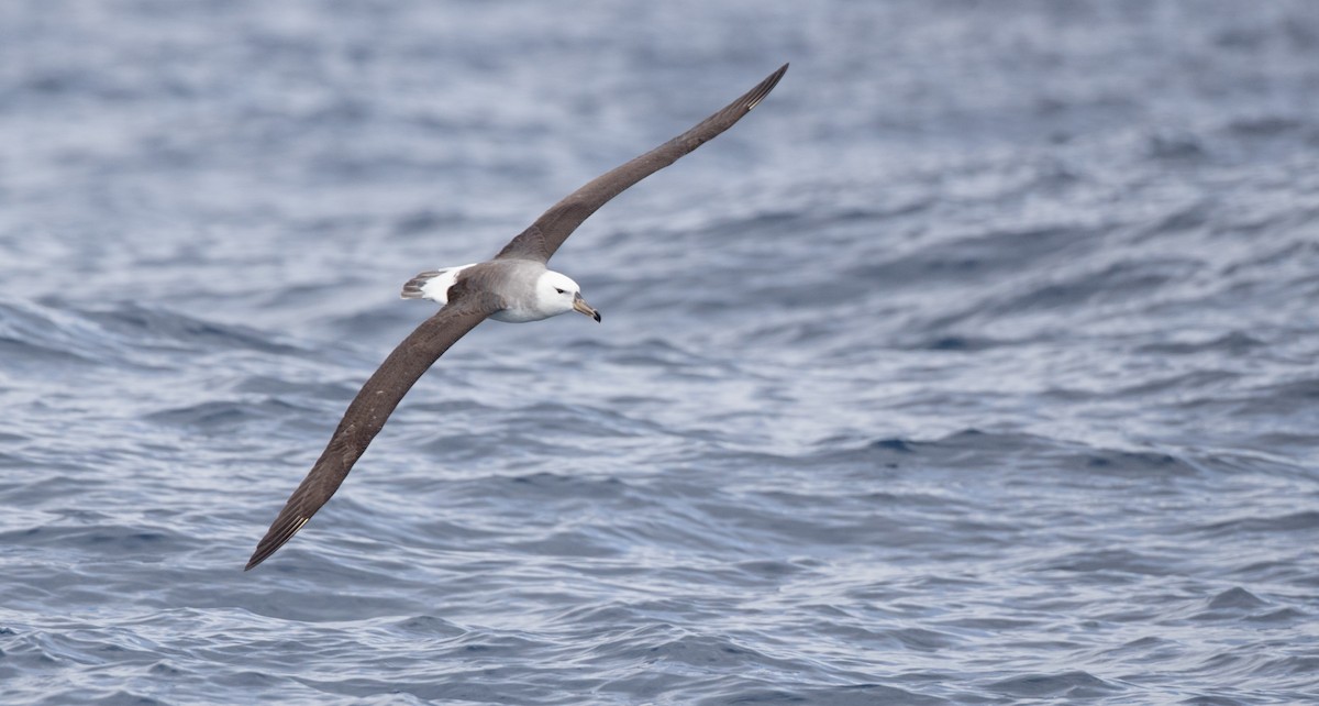 albatros černobrvý (ssp. melanophris) - ML84100151