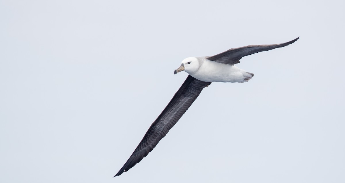 Black-browed Albatross (Black-browed) - ML84100161