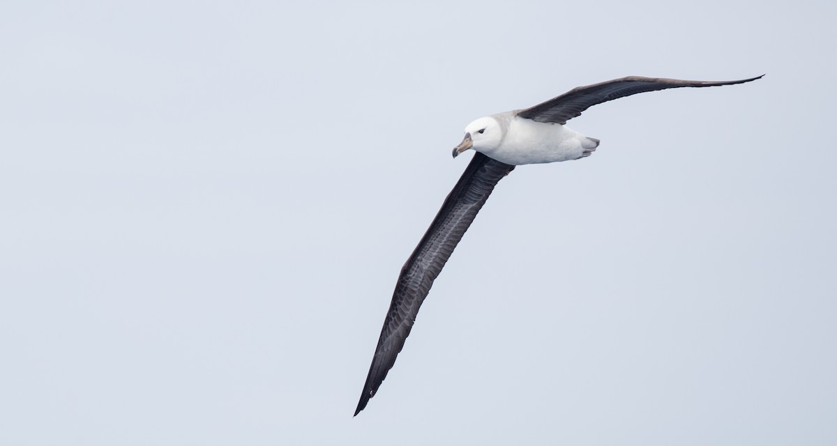 Albatros Ojeroso (melanophris) - ML84100171