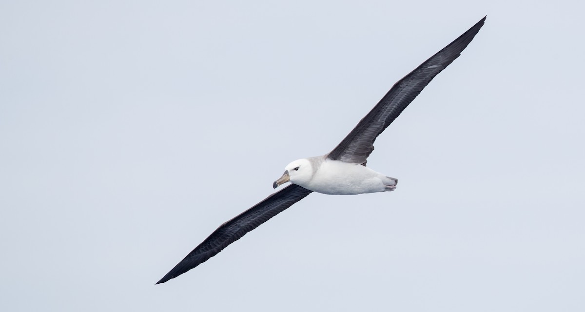 Albatros Ojeroso (melanophris) - ML84100191