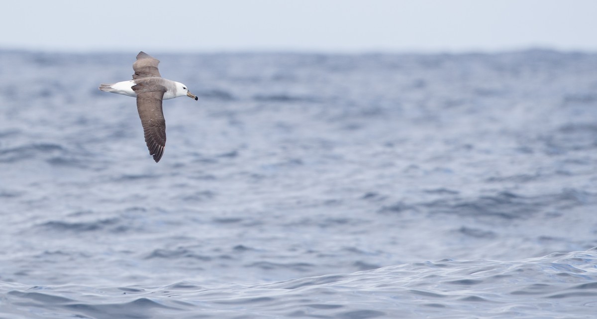 Albatros Ojeroso (melanophris) - ML84100201