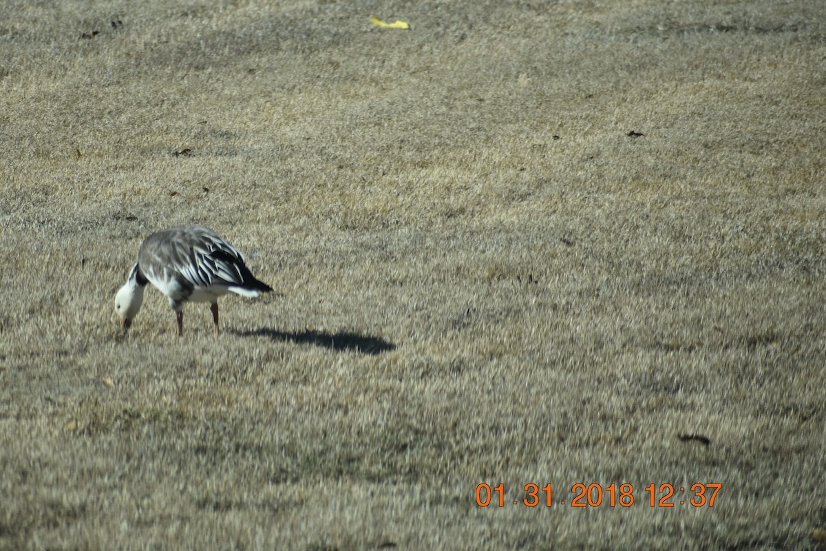 Snow Goose - ML84100481