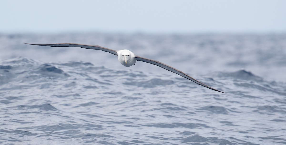 White-capped Albatross - ML84100741