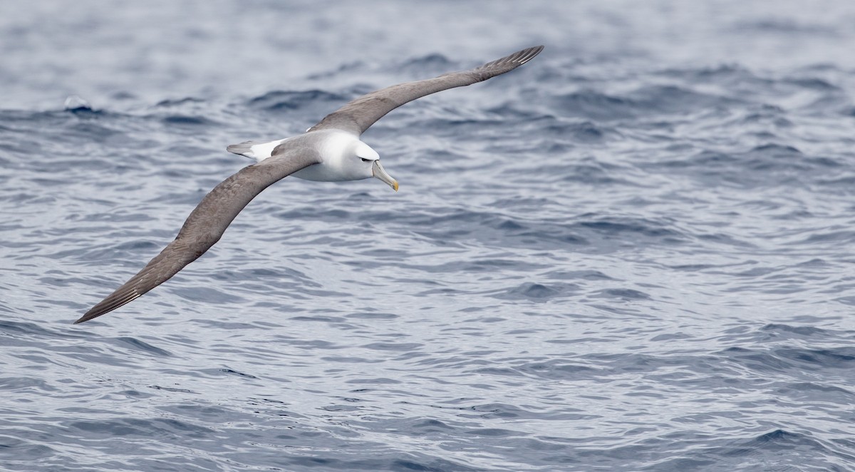 White-capped Albatross - ML84100761