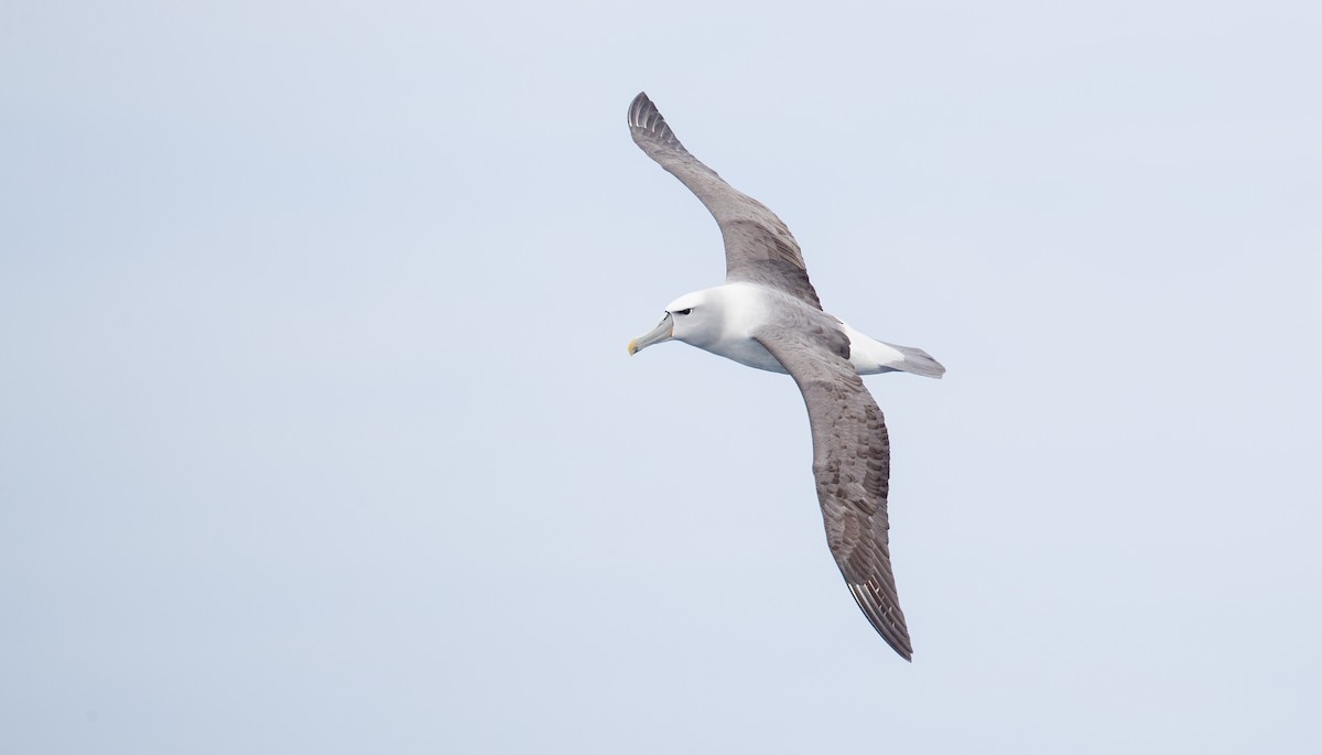 White-capped Albatross - ML84100771