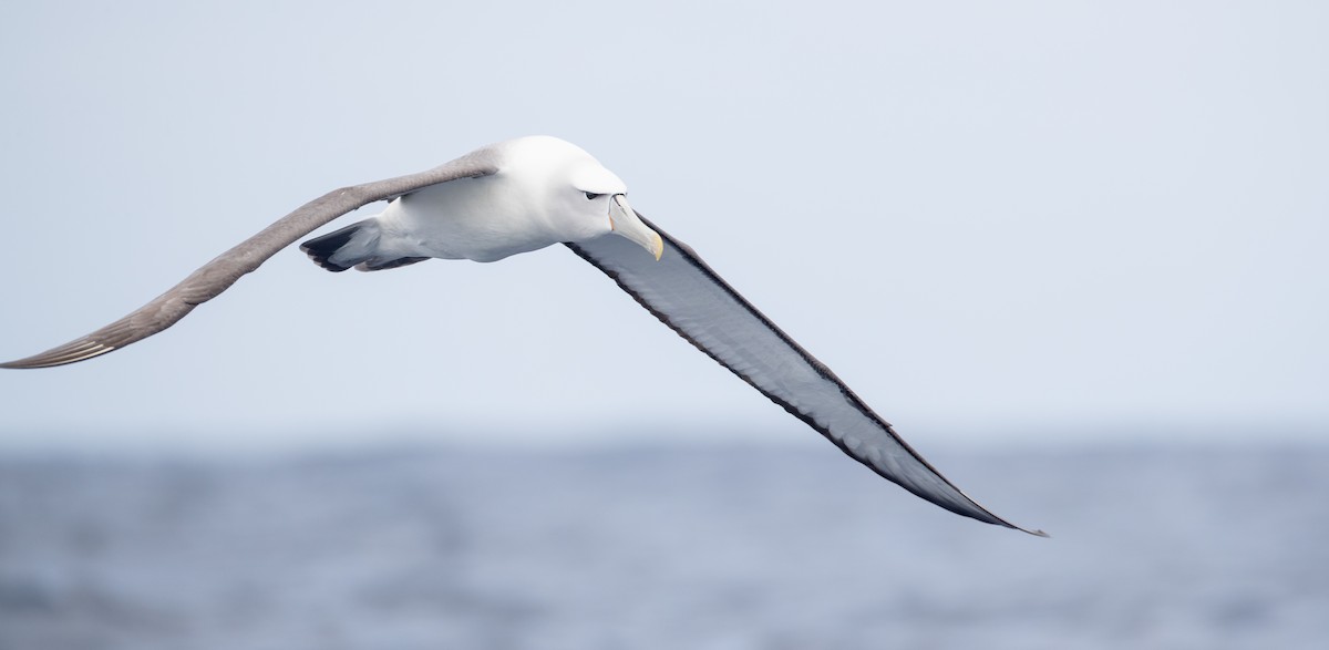 White-capped Albatross - ML84100791