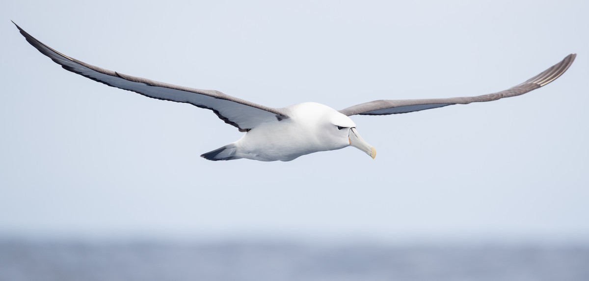 Albatros à cape blanche - ML84100801