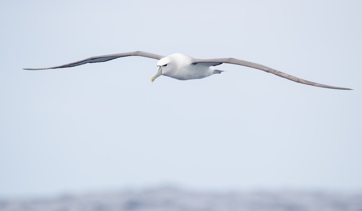 White-capped Albatross - ML84100811