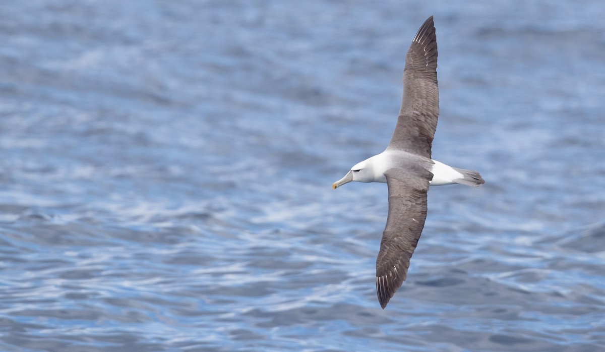 Albatros à cape blanche - ML84100821