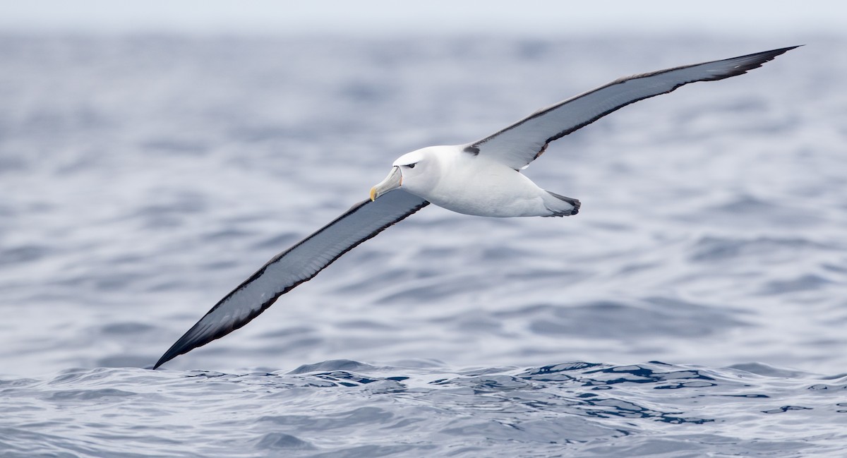 Albatros à cape blanche - ML84100831