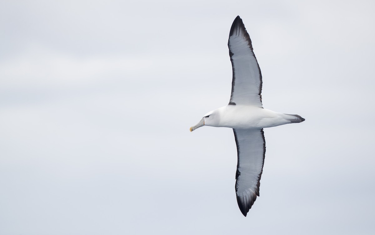 Albatros à cape blanche - ML84100841