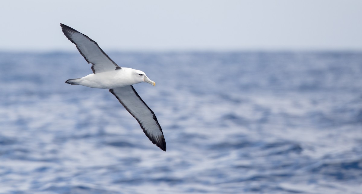 White-capped Albatross - ML84100851