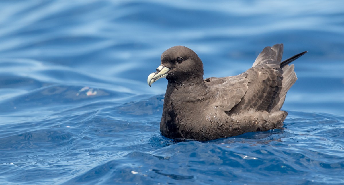 Weißkinn-Sturmvogel - ML84101281