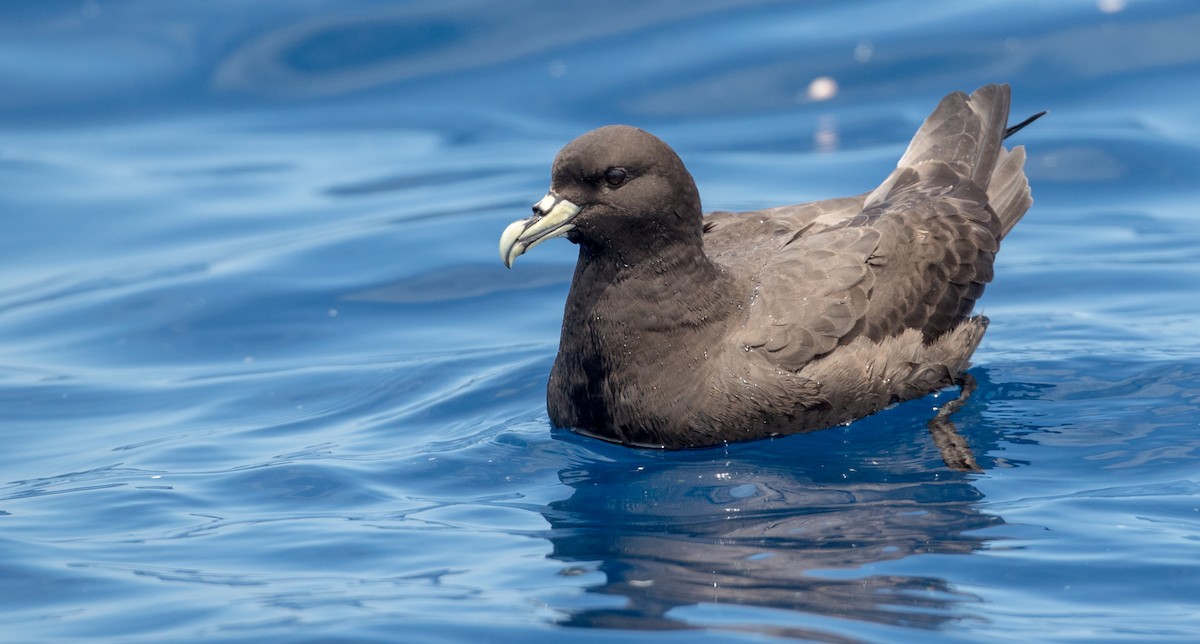 Weißkinn-Sturmvogel - ML84101321