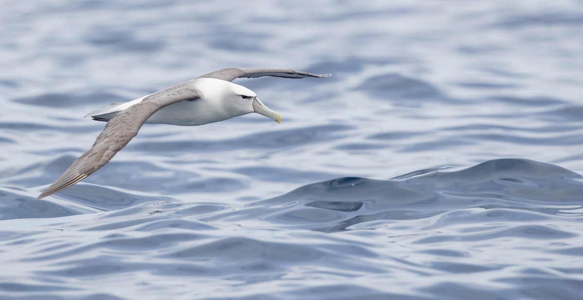 White-capped Albatross - ML84101541