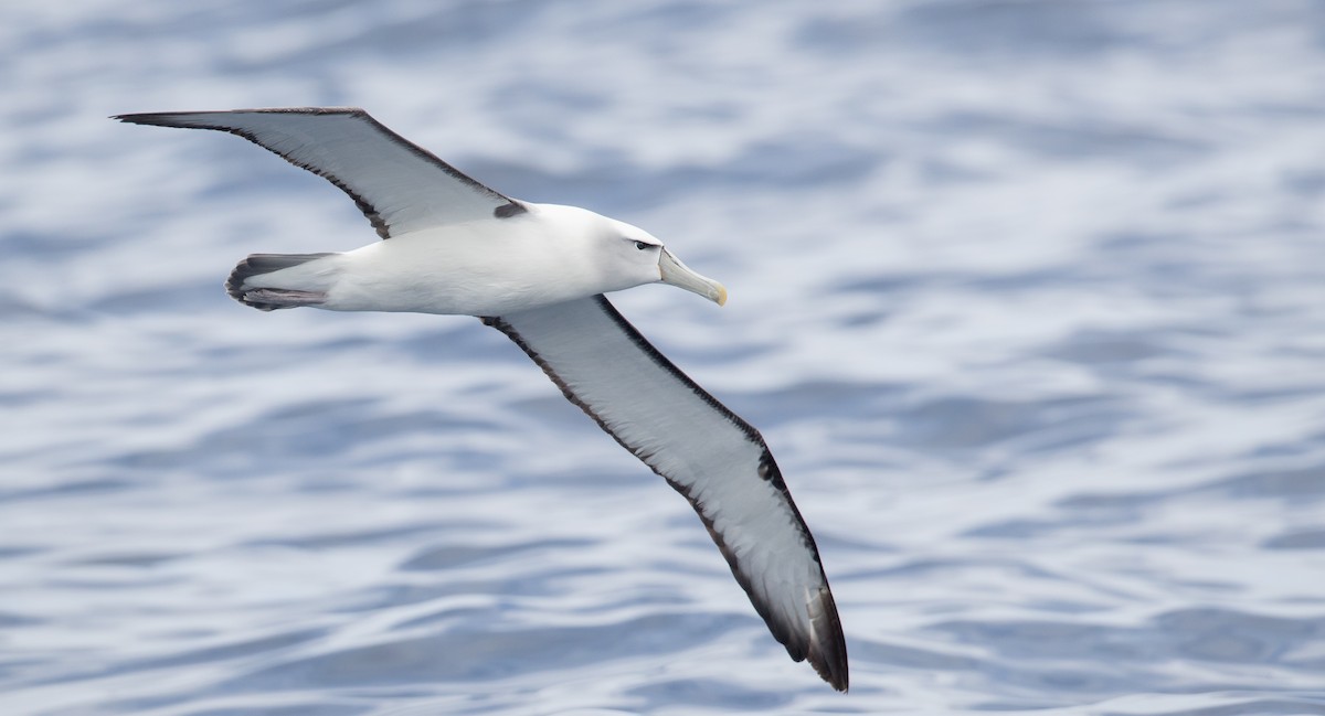 White-capped Albatross - Ian Davies