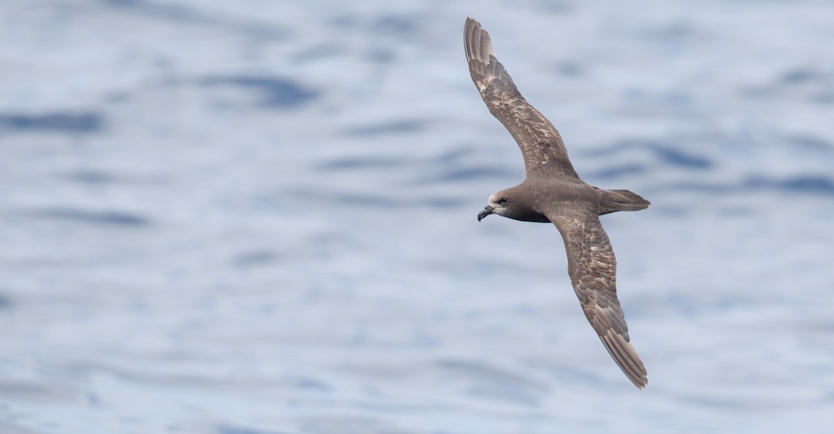 Gray-faced Petrel - ML84101811