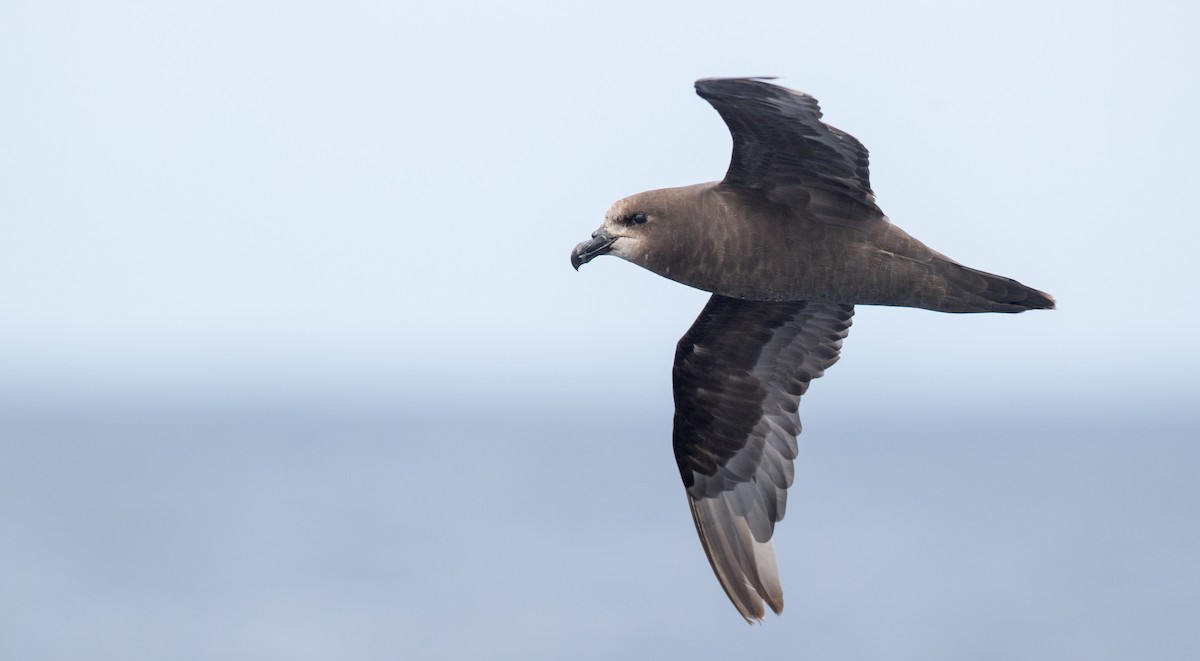 Gray-faced Petrel - Ian Davies