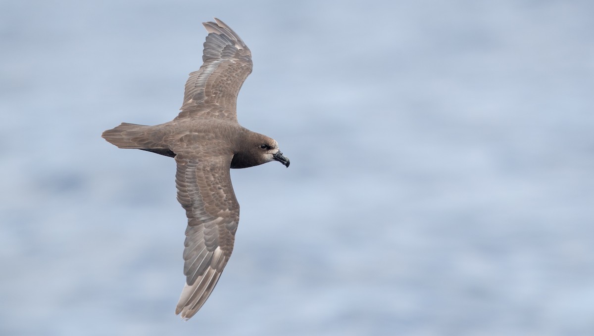 Gray-faced Petrel - ML84101851