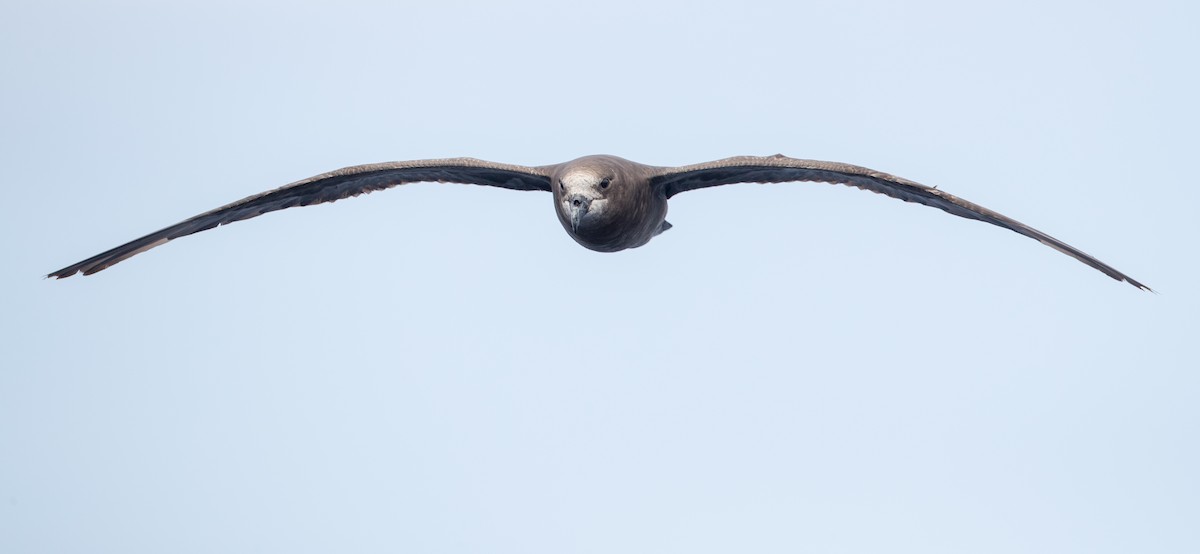 Petrel Carigrís - ML84101871