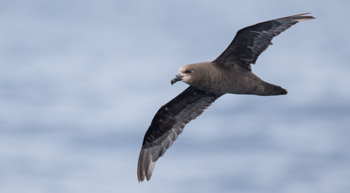 Gray-faced Petrel - ML84101881