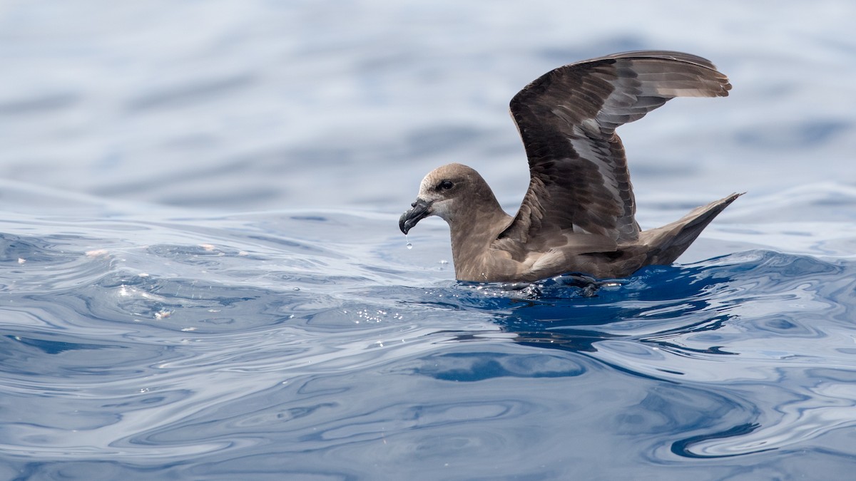 Gray-faced Petrel - Ian Davies