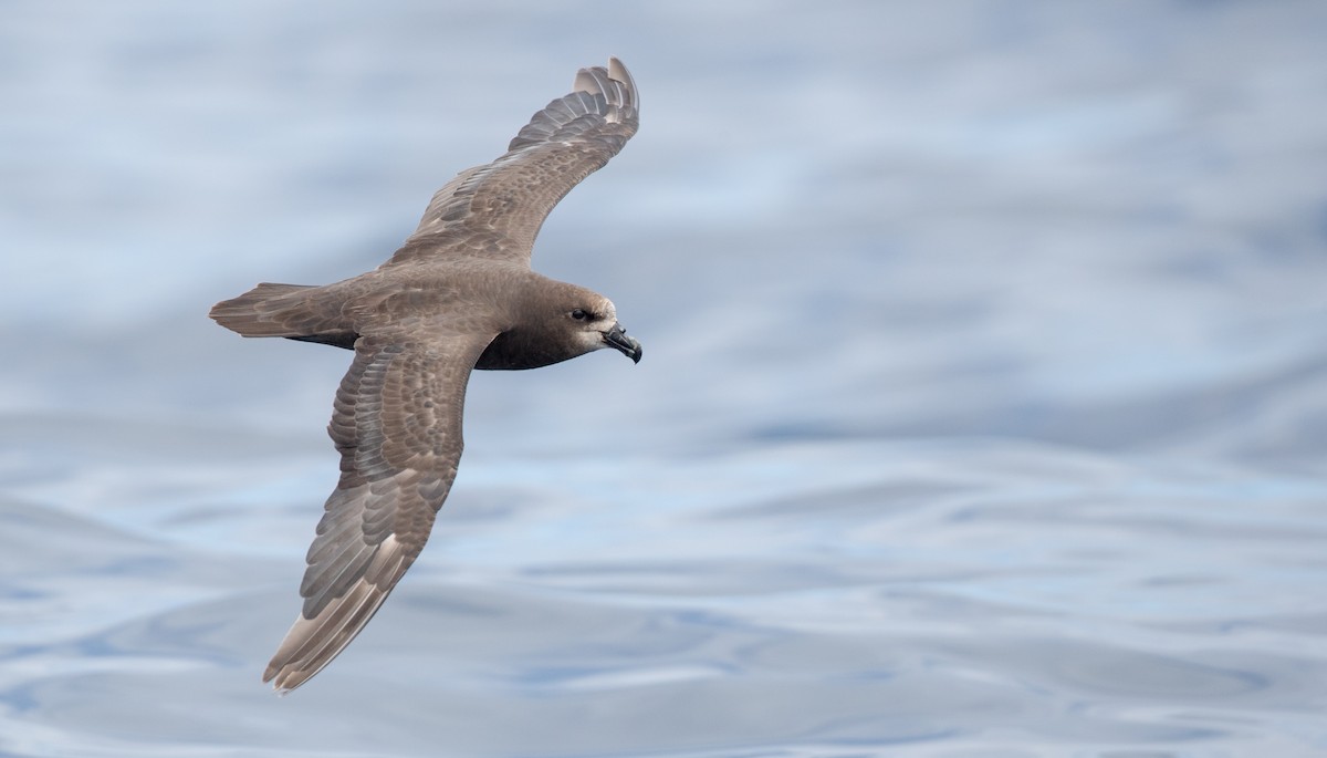 Gray-faced Petrel - Ian Davies