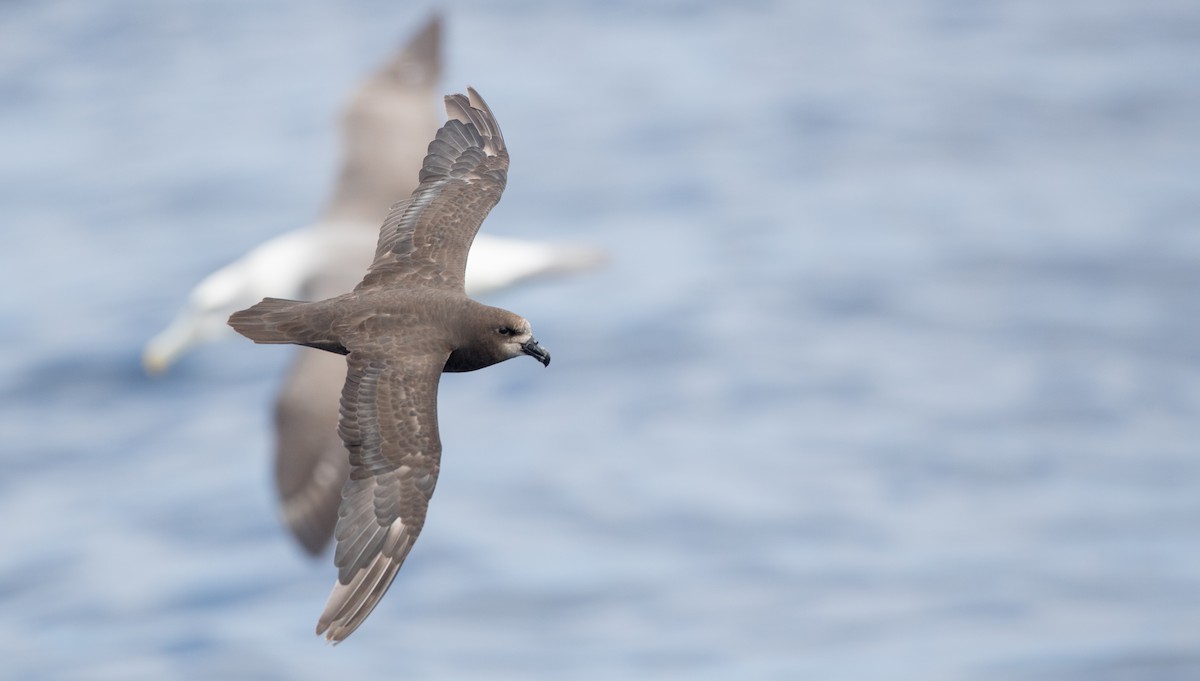 Gray-faced Petrel - ML84101911