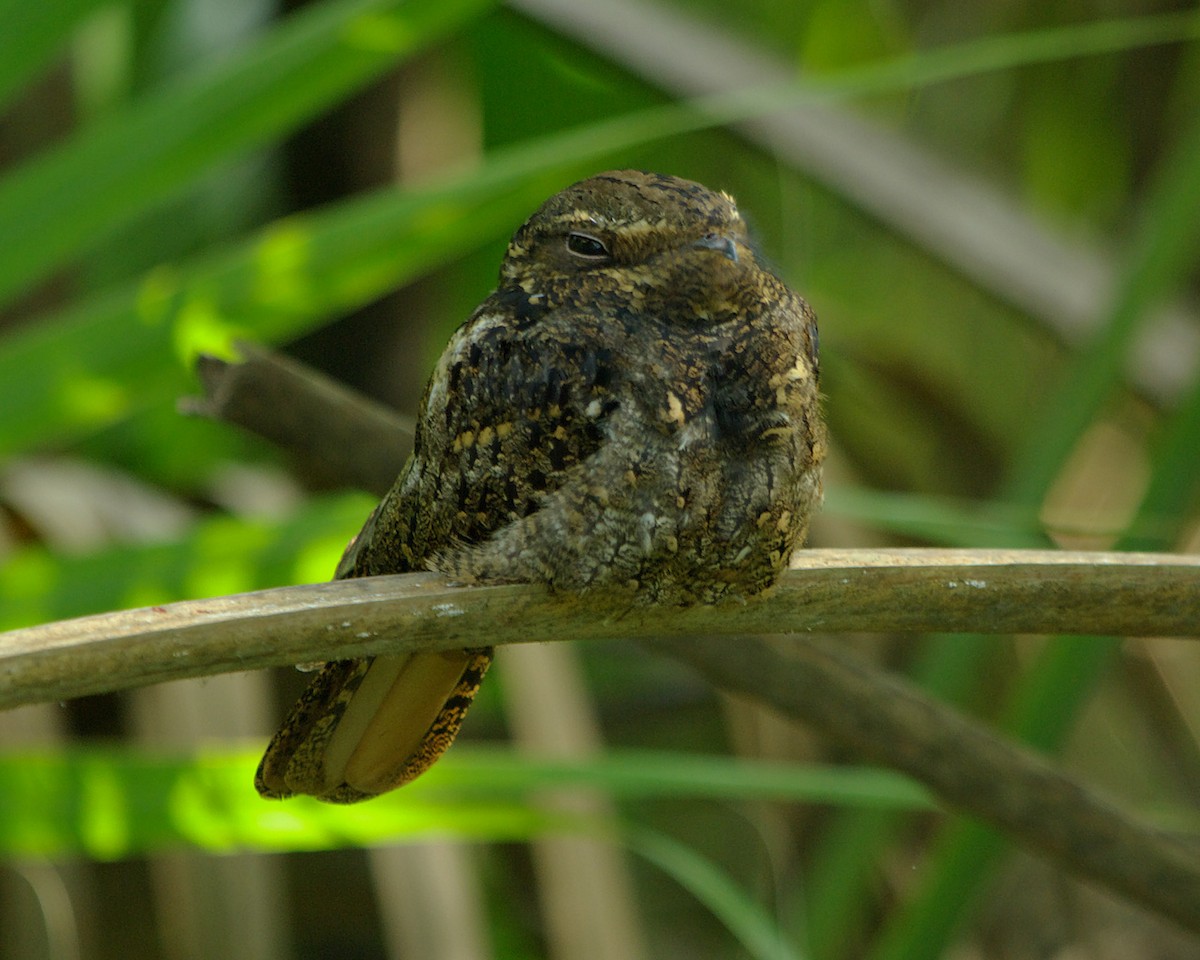 Chuck-will's-widow - Stephen Mann