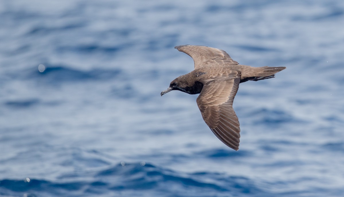 Wedge-tailed Shearwater - Ian Davies