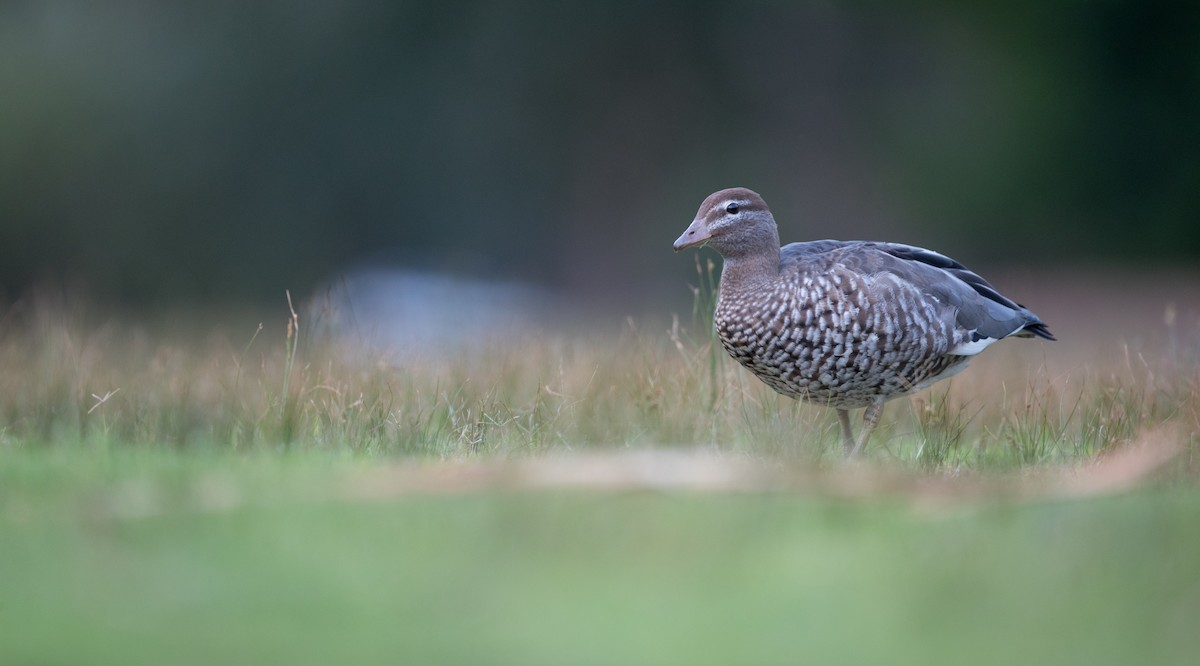 Maned Duck - ML84104241