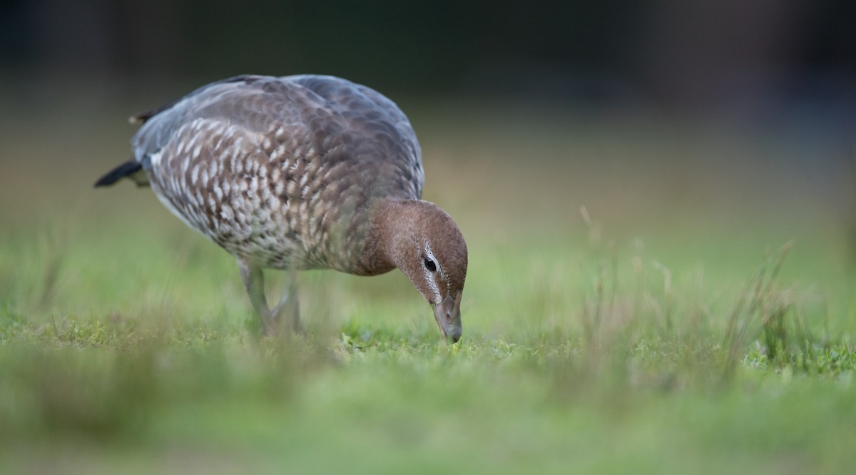 Maned Duck - ML84104331