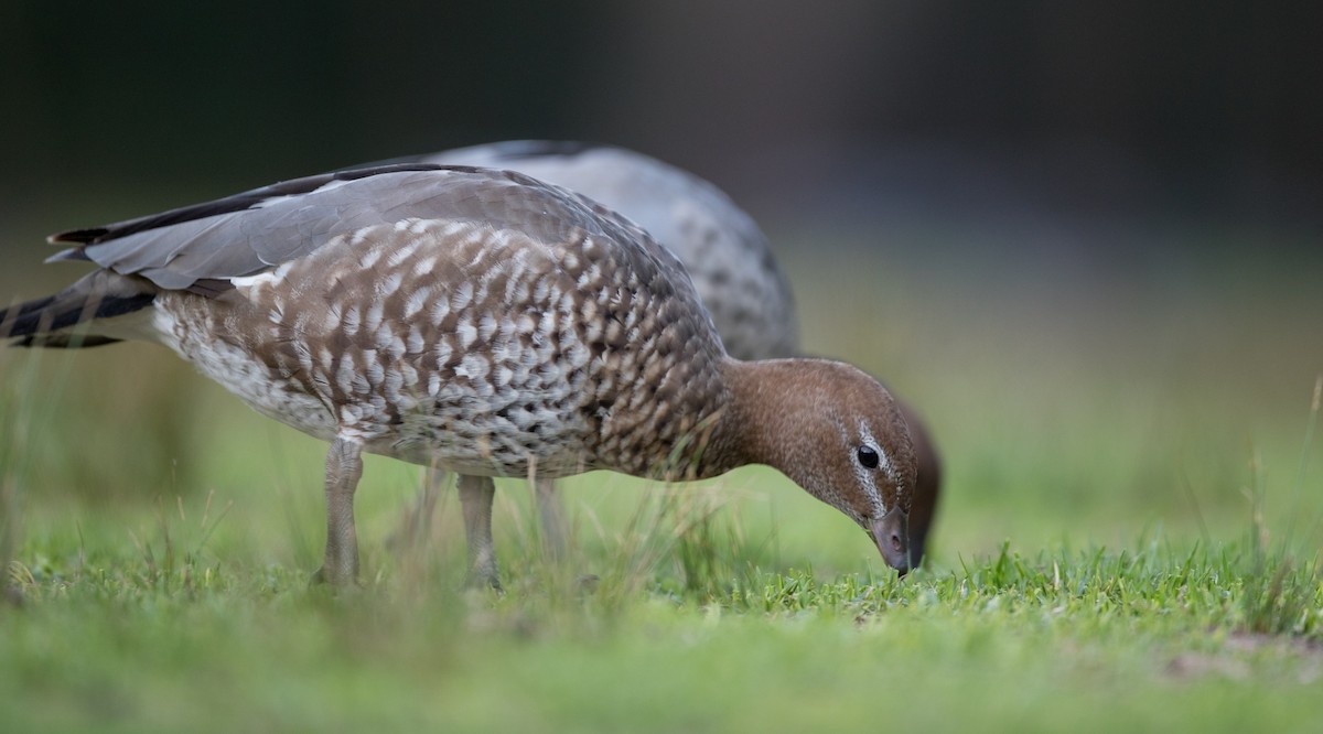 Maned Duck - ML84104351