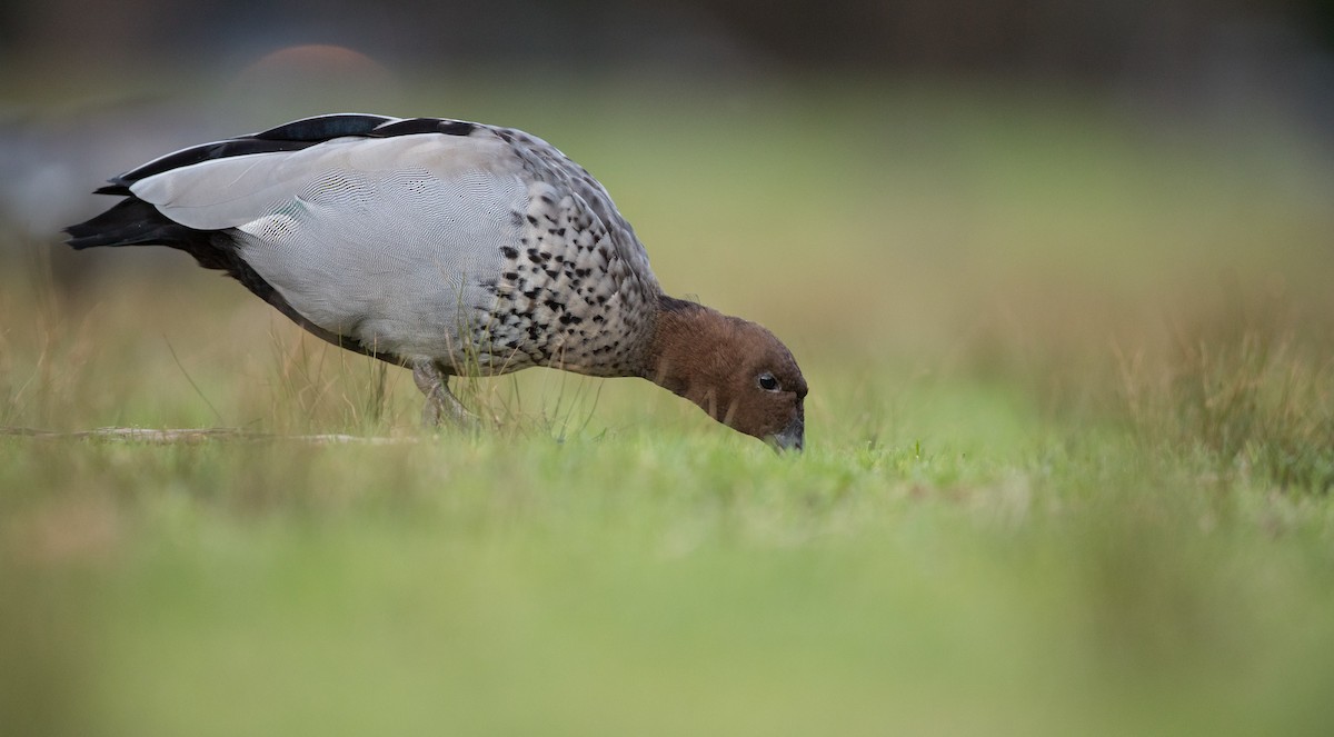 Maned Duck - ML84104411