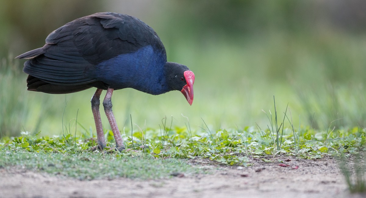 Australasian Swamphen - ML84104451