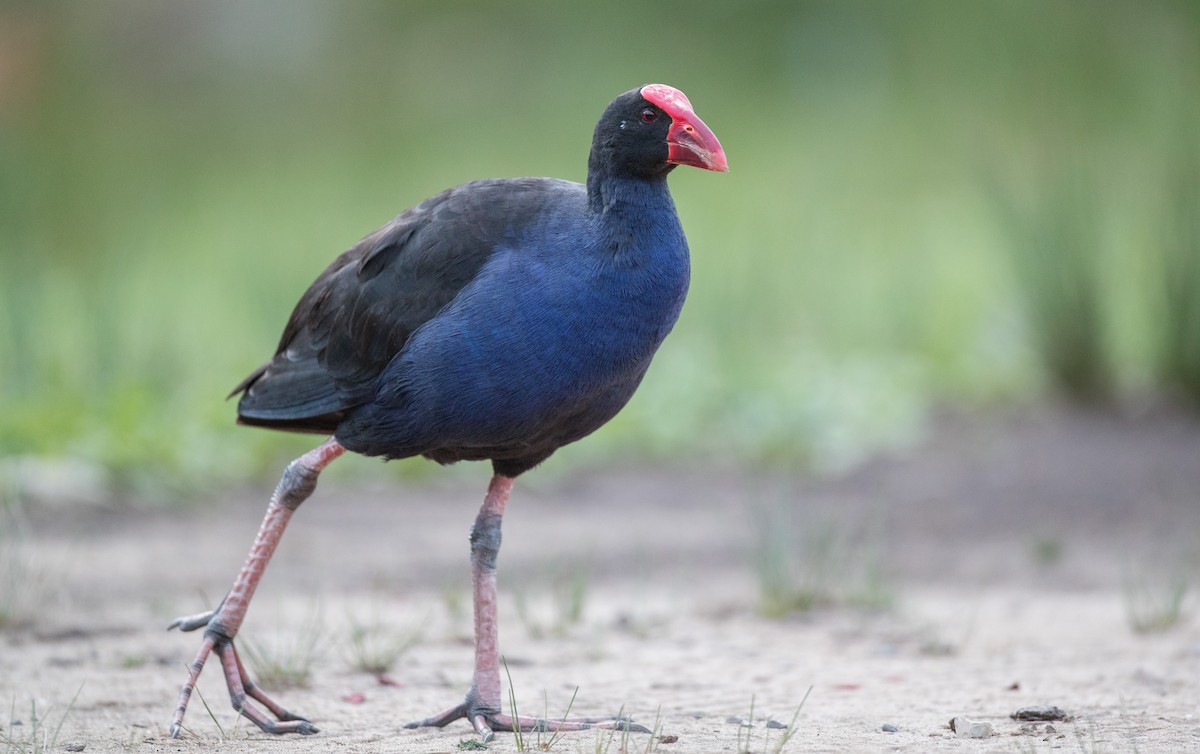 Australasian Swamphen - ML84104461