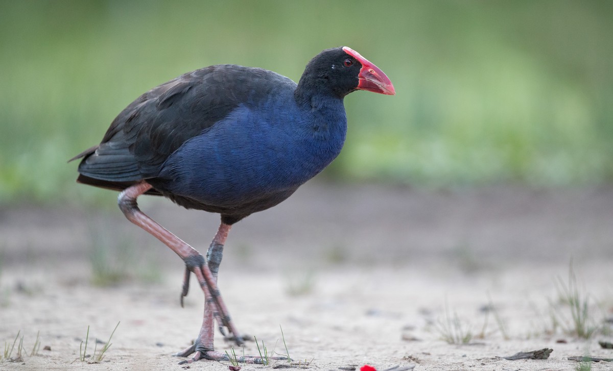 Australasian Swamphen - Ian Davies