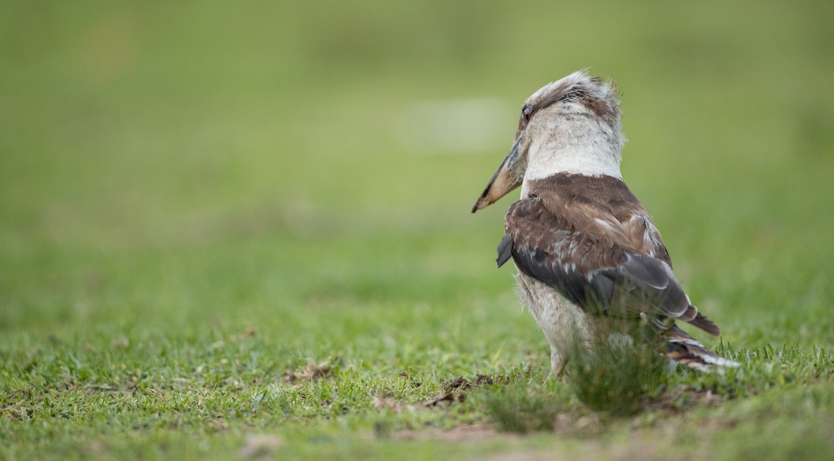 Laughing Kookaburra - ML84104501