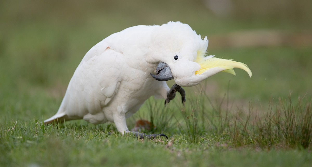 Sulphur-crested Cockatoo - ML84104531