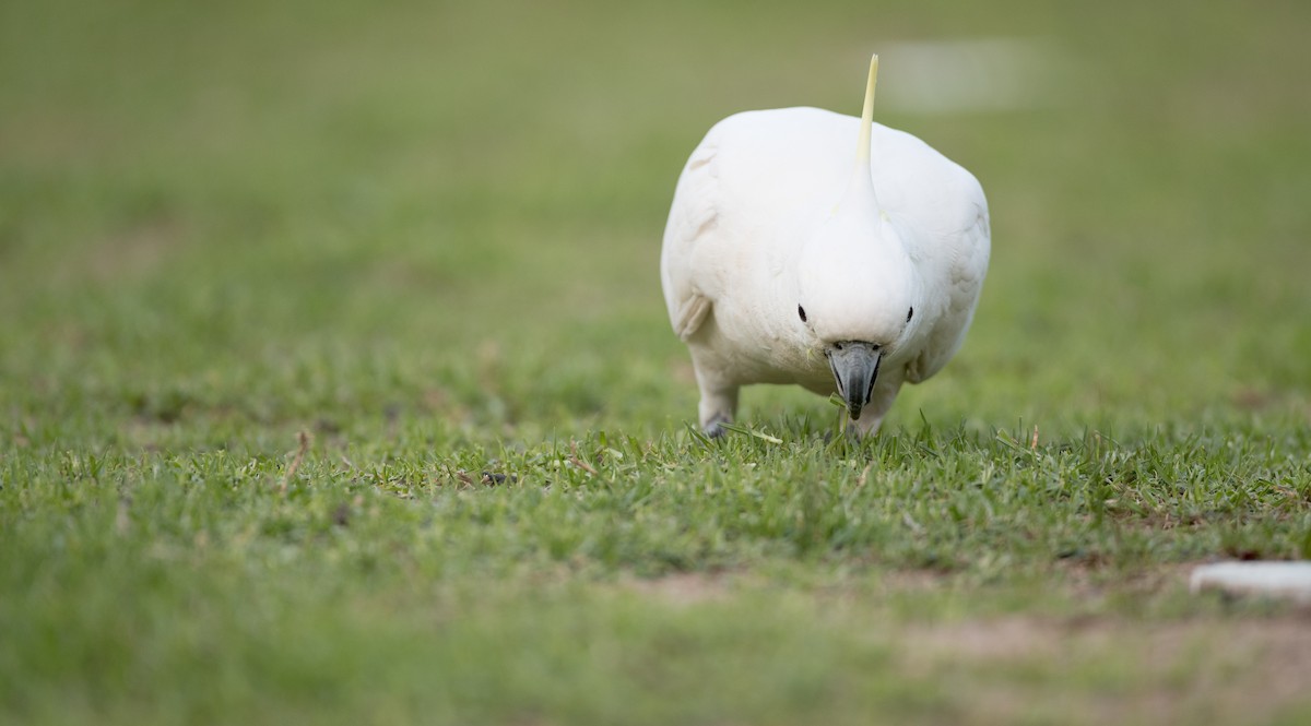 Sulphur-crested Cockatoo - ML84104541