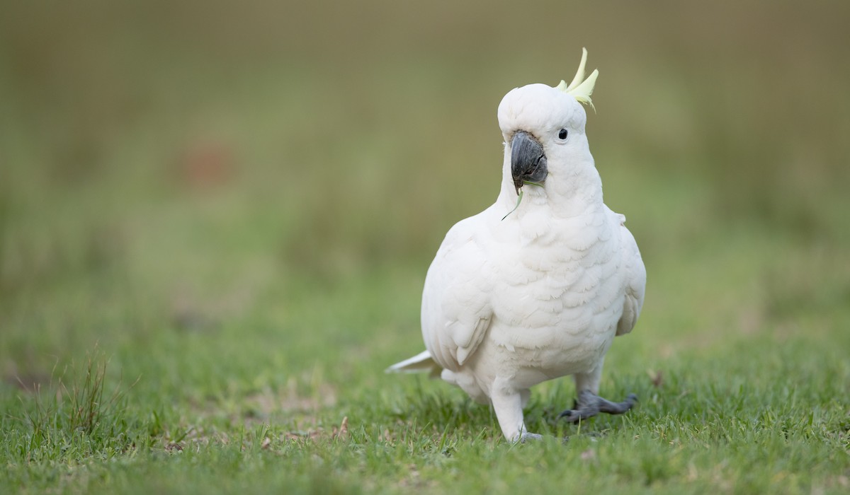 Sulphur-crested Cockatoo - ML84104551