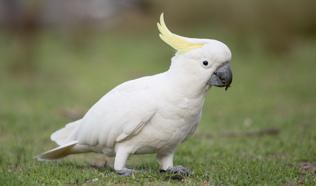 Sulphur-crested Cockatoo - ML84104641