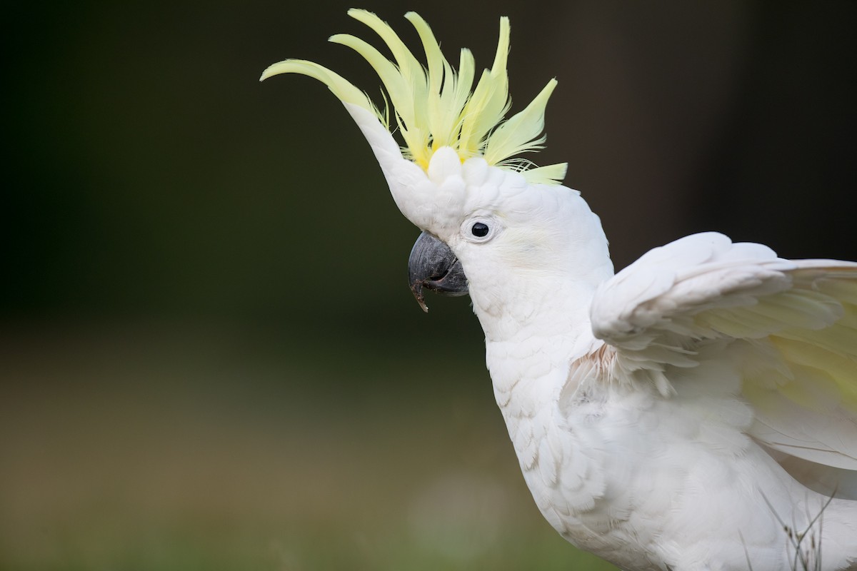 Sulphur-crested Cockatoo - Ian Davies