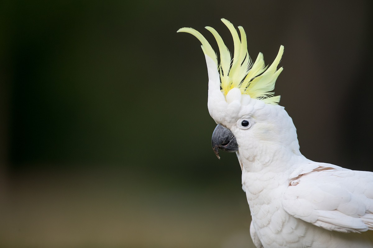 Sulphur-crested Cockatoo - ML84104701