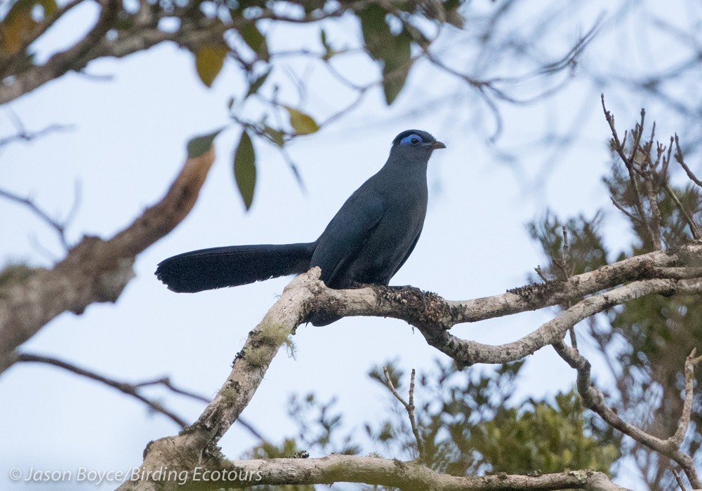 Blue Coua - ML84104871